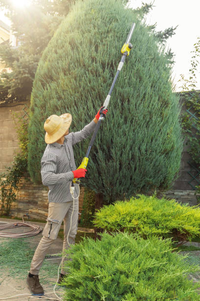 Best Fruit Tree Pruning  in Nellysford, VA